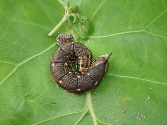 Oruga SPHINGIDAE (Mariposa Esfinge)