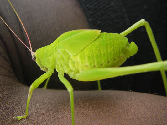 Gabon, Parc National Pongara