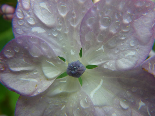 Hydrangea raindrops