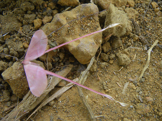 Neuróptero. Essassa, Gabón