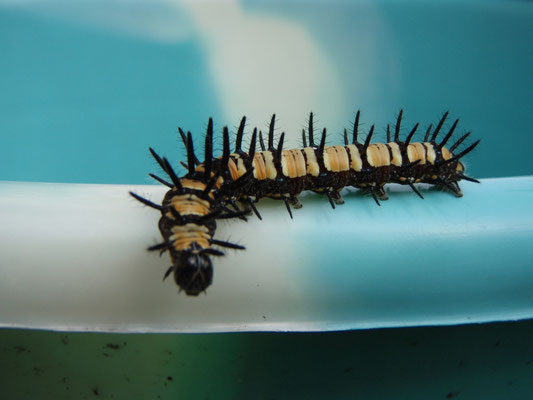 carterpillar in my shower bucket @ my field campsite in Gabon