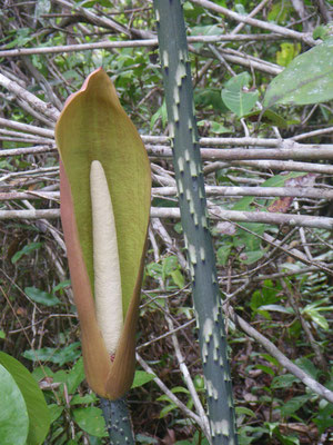 espátula e inflorescencia de Anchomanes difformis en los bosques de Gabón: una trampa para insectos