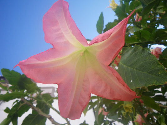 Flor de pueblo, Algatocín