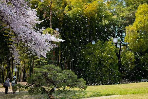 〈s20-107〉ぽせいどんさん：桜吹雪／2019年4月8日(月)／後楽園