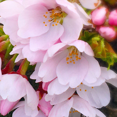 ＜s20-166＞wildflowers.megamikoさん：クローズアップ／4月21日（火）／長野県岡谷市地権現町　横河川