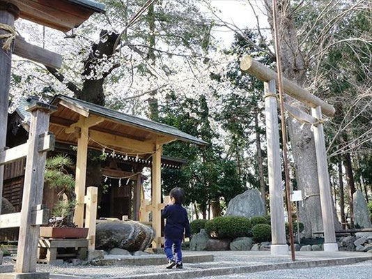 ＜s20-173＞green_peas_さん：ありがとうございました／4月8日（水）／神奈川県 深見神社