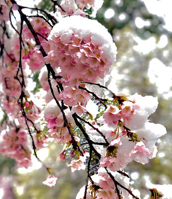 〈s20-052〉矢崎泰弘さん：雪帽子の桜／3月29日(日)／大宮公園