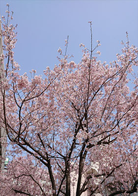 〈s20-017〉ロンさん：桜と青空はいいね／3月22日(日)／厩橋