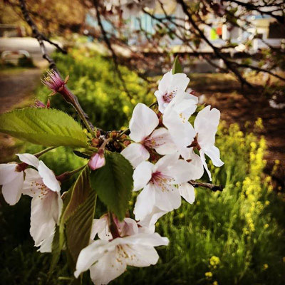 〈s20-125〉dora_akiiiさん：まだ桜が残ってた／4月8日(水)／埼玉県