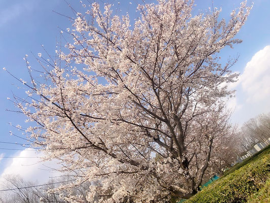 〈s20-015〉ピューマ201さん：今年初の夏日／3月22日(日)／埼玉県所沢市