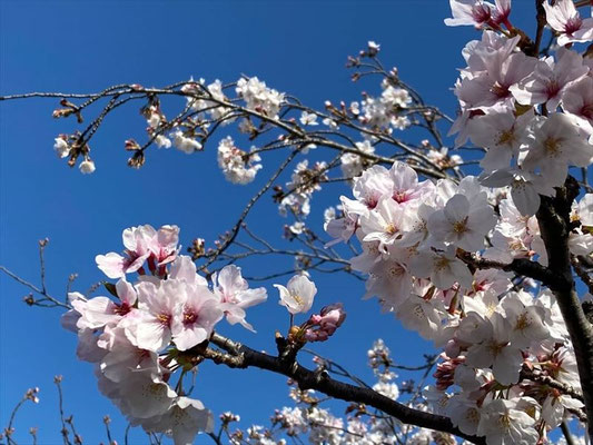 ＜s20-141＞しんたろうさん：4月5日(日)／愛知県　山崎川沿い