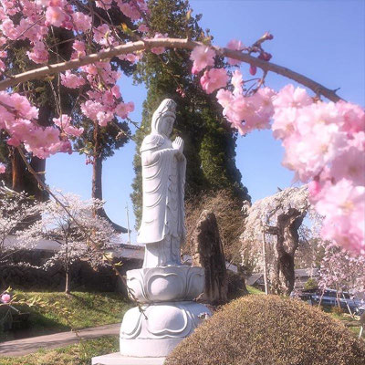 ＜s20-139＞wildflowers.megamikoさん：光徳寺の桜／2017年5月／長野県北佐久郡立科町の光徳寺