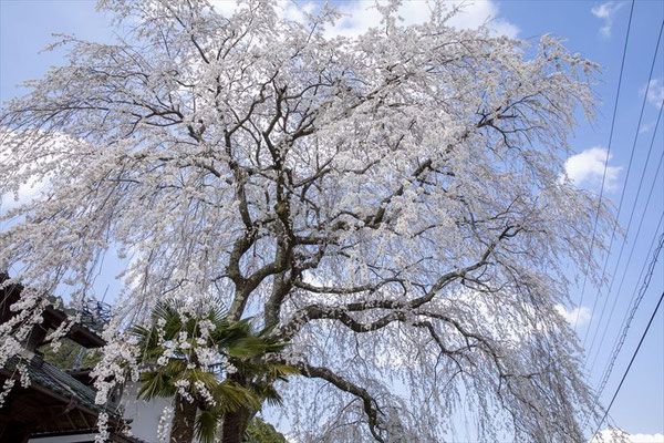 ＜s20-169＞Y.Sawakiさん：春満開／4月4日（土）／岐阜県串原