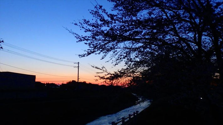 ＜s20-162＞金沢朱莉さん：夜明けと桜／4月2日（木）／福島県相馬市