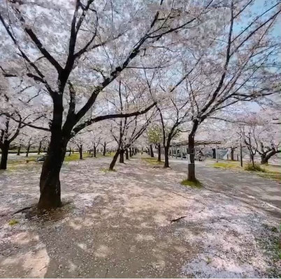 〈s20-119〉mi.taro.hanaさん：桜舞い散る景色／4月9日(木)