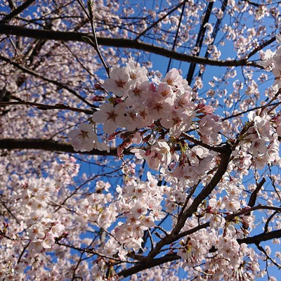 ＜s20-176＞risamiharaさん：千葉県我孫子市