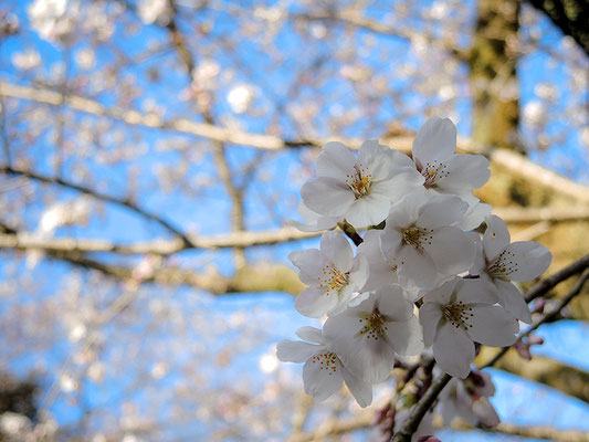 〈s20-013〉ヤイバさん：意外と人、多かった…／3月21日(土)／高尾山