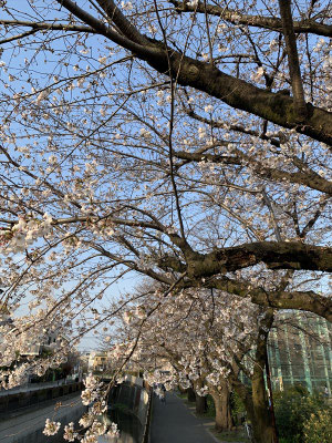 〈s20-028〉Katsuさん：神田川の桜／3月22日(日)／杉並区高井戸　神田川