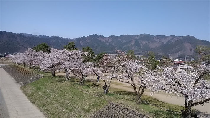 ＜s20-178＞はらはさん：桜並木／4月20日／岐阜県飛騨市