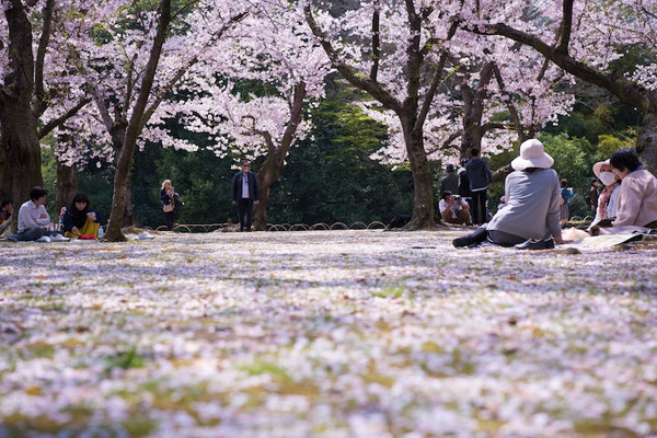 〈s20-106〉ぽせいどんさん：桜の絨毯の上で／2019年4月8日(月)／後楽園