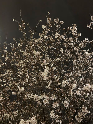 〈s20-050〉トッキーさん：夜桜／3月27日(金)／足立区大谷田