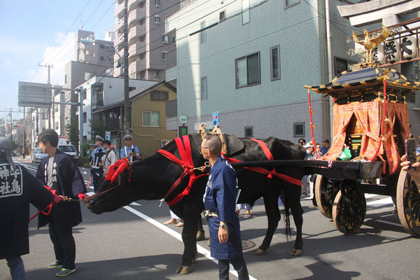 〈U23_023〉國井孝一さん：牛嶋神社大祭<br>撮影日：2023年9月15日<br>場所：牛嶋神社鳥居前