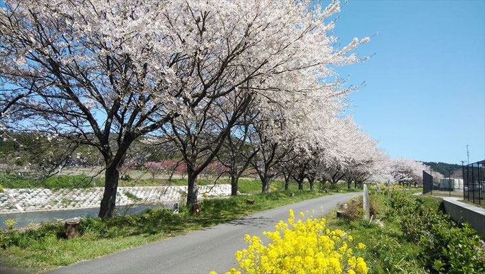  ＜s20-151＞sado princeさん：桜並木／4月16日(木)／新潟県佐渡市