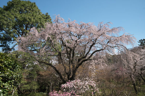 〈s20-057〉nanumotoさん：枝垂れ桜／3月24日(火)／松戸市本土寺