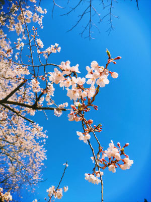 ＜s20-170＞奈良飛鳥さん：桜と青空／3月25日（水）／港区青山霊園