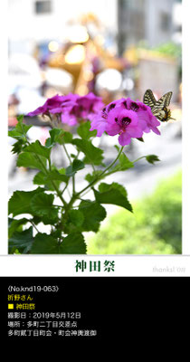 折野さん：神田祭 ,2019年5月12日