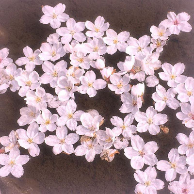 ＜s20-146＞wildflowers.megamikoさん：みんな集まれ〜／4月15日(水)／長野県諏訪市高島