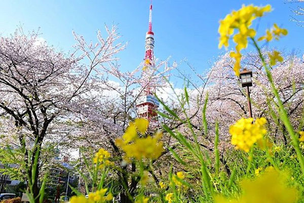 〈s20-114〉satogawa.9carpさん：春満載／3月／東京都港区