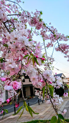 〈s20-117〉pipiさん：4月7日(火)／埼玉県新座市