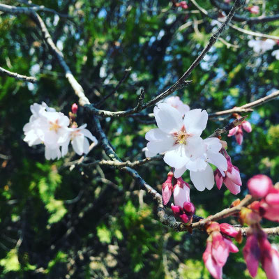 〈s20-020〉中野 真甫さん：春のはじまり／3月18日(水)／和歌山県橋本市