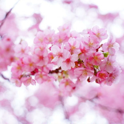 ＜s20-071＞bonita1031さん：3月9日(月)