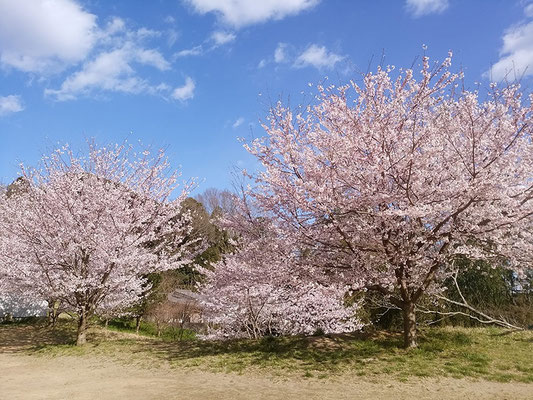 〈s20-054〉千囃連さん：児童を見守る公園の桜／3月24日(火)／成田市内児童公園／名所でも無い場所でも素敵な桜を見る事が出来ますよ