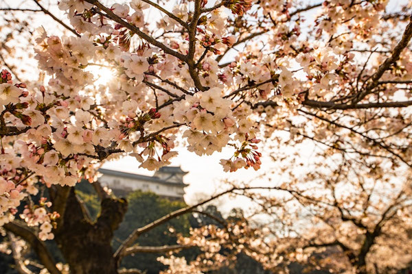 〈s20-100〉ぽせいどんさん：桜の向こうに／2019年4月5日(金)／姫路城