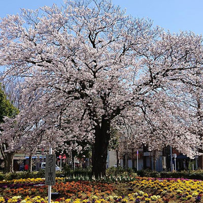 〈s20-049〉risamiharaさん：3月29日(日)／我孫子市