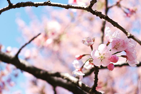 〈s20-038〉tabi2018nohohonさん：北浅羽桜堤にて。／3月20日(金)／埼玉県坂戸市