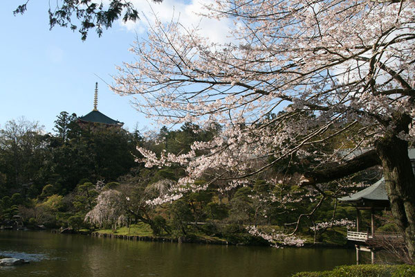 〈s20-041〉千囃連さん：これぞ日本庭園／3月24日(火)／成田山新勝寺／平和の塔と日本庭園には桜ですね