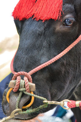 〈U23_031〉とよとよさん：牛嶋神社大祭<br>場所：牛嶋神社境内
