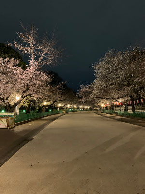 〈s20-051〉トッキーさん：閑散とした上野公園／3月27日(金)／上野公園