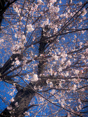 〈s20-008〉JPさん：三連休は桜!／3月20日(金)／埼玉県朝霞市