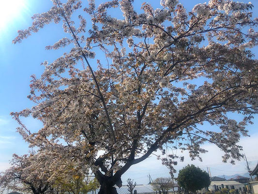 〈s20-126〉tuanさん：4月9日(木)／群馬県前橋市