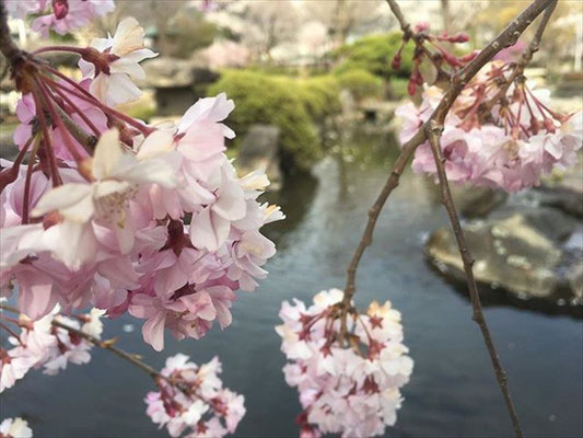 ＜s20-154＞wildflowers.tateshinaさん：池と桜／4月15日(水)／高島城公園