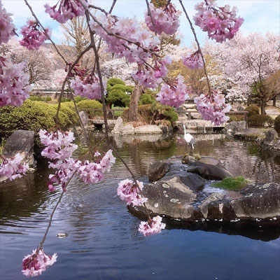 ＜s20-153＞wildflowers.megamikoさん：池と桜／4月15日(水)／長野県諏訪市高島の高島城