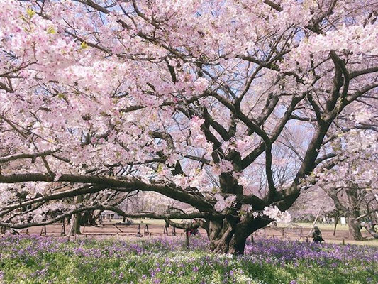 ＜s20-145＞hidamari03さん：エネルギー／3月26日(木)／小金井公園