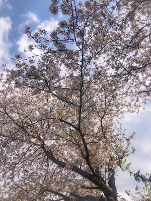 〈s20-127〉tuanさん：来年は思いっきり楽しもう！／4月9日(木)／関越道上里SA