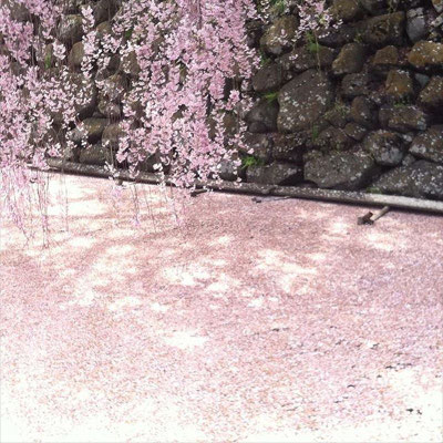 ＜s20-157＞wildflowers.megamikoさん：お堀の桜／2017年4月27日／長野県諏訪市高島「高島城」