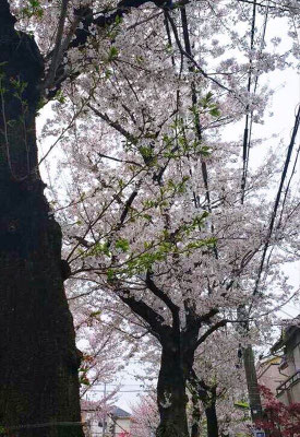 ＜s20-160＞kei0327さん：あっという間／4月4日（土）／東京都世田谷